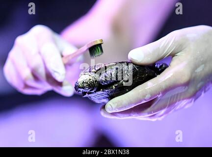 Berlin, Allemagne. 04e juin 2020. Daphne Aderkast, nettoie les tortues de bassin européennes avec une brosse à dents. Pour la réouverture du monde sous-marin sur 06.06.2020 les vitres des aquariums, surfaces de fenêtres et bassins seront nettoyés. Credit: Britta Pedersen/dpa-Zentralbild/dpa/Alay Live News Banque D'Images