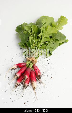 Raphanus sativus. Bouquet de radis blancs « petit déjeuner français ». ROYAUME-UNI Banque D'Images