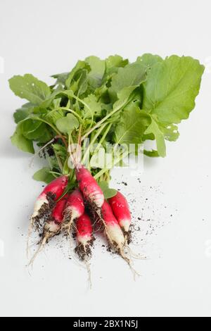 Raphanus sativus. Bouquet de radis blancs « petit déjeuner français ». ROYAUME-UNI Banque D'Images