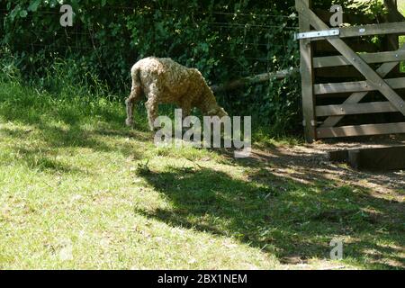 Mouton Dartmoor à visage gris Banque D'Images