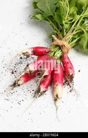 Raphanus sativus. Bouquet de radis blancs « petit déjeuner français ». ROYAUME-UNI Banque D'Images