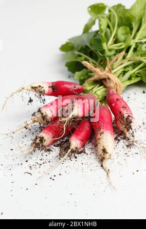 Raphanus sativus. Bouquet de radis blancs « petit déjeuner français ». ROYAUME-UNI Banque D'Images