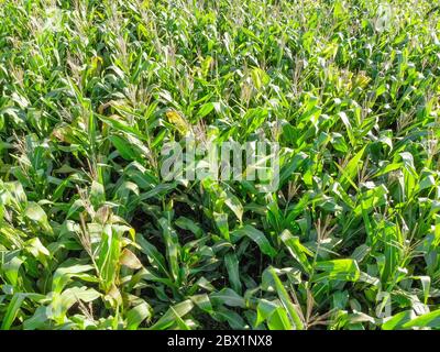 Image aérienne de la plantation de maïs au Brésil Banque D'Images