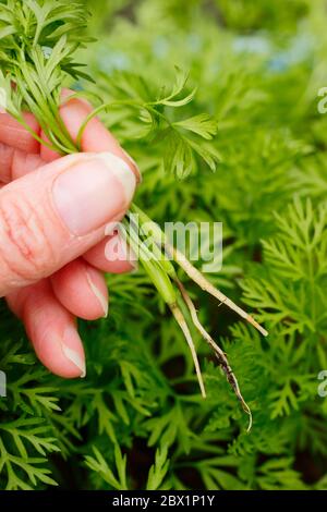 Daucus carota subsp. Sativus. Éclaircie, semis de carottes 'Arlequin Mixed'. Banque D'Images