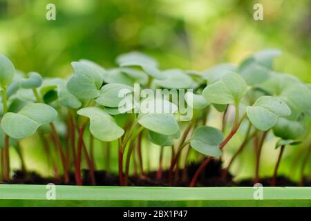 Les semis de Raphanus sativus 'French Breakfast' poussent dans un récipient alimentaire en plastique recyclé Banque D'Images