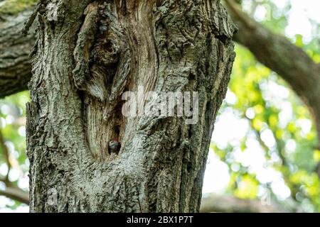 Un jeune grand pic à pois regardant hors de son nid dans un tronc d'arbre. Banque D'Images