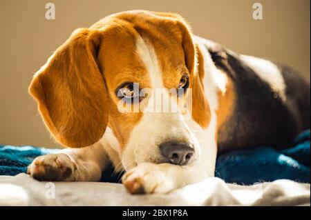 Beagle chien piquant sa peau de démangeaison sur les jambes. Problème de peau allergie ou stress réaction concept. Banque D'Images