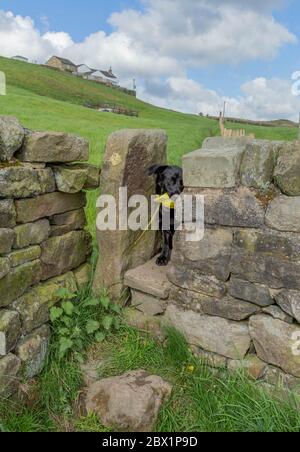 Un Labrador retriever noir monte à travers une pierre tout en portant un jouet pour chien de garde. Banque D'Images