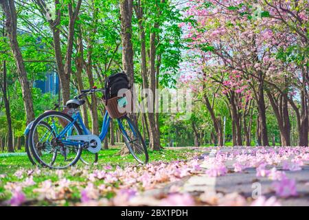 Vélo et fleurs de trompette rose sont en pleine floraison dans le parc public de Bangkok, Thaïlande Banque D'Images