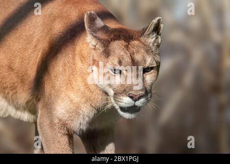 Cougar gros chat sauvage fort marchant dans un environnement brun naturel gros plan avec un arrière-plan flou Banque D'Images