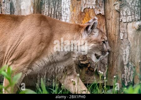 Cougar grand profil animal sauvage de chat fort marchant dans le zoo sur fond de bois Banque D'Images