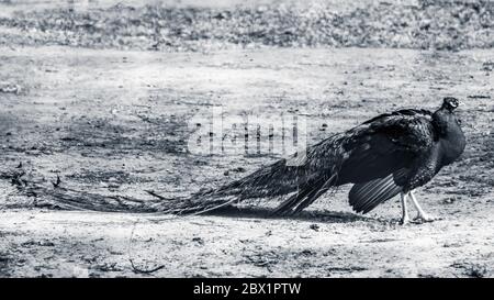 Bleu peafhibou peock mâle avec long fan-comme les plumes de crête marche avec élégance sur fond flou. Couleur en niveaux de gris Banque D'Images