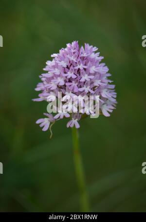 Orchidée pyramidale, Anacamptis pyramidalis, orchidées sauvages, Andalousie, Espagne Banque D'Images