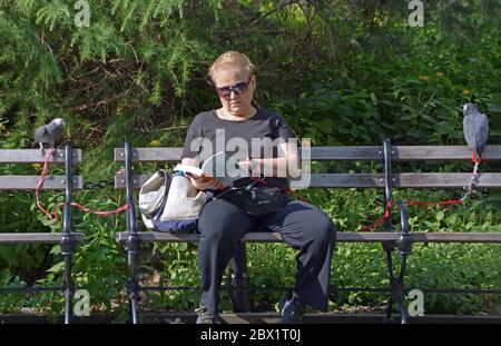 Une femme lit un livre sur un banc de parc accompagné de ses 2 perroquets africains gris qui sont sur les laisses. Dans le parc Washington Square à Manhattan. Banque D'Images