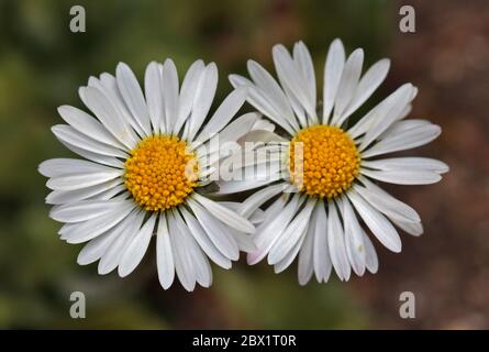 Common Daisy (bellis perennis), Royaume-Uni Banque D'Images