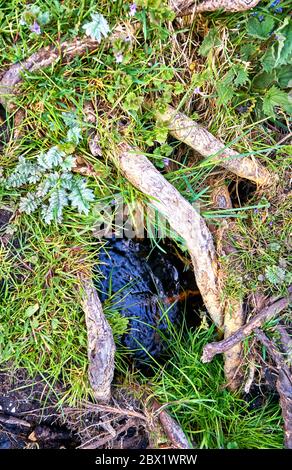 Eau avec de petites plantes et herbe verte. Arrière-plan nature. Banque D'Images