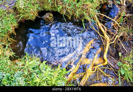 Eau entre les racines et l'herbe verte. Arrière-plan nature. Banque D'Images