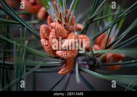 Baby Pine Cones poussant sur des arbres dans une forêt anglaise, Warwickshire, Royaume-Uni. Banque D'Images