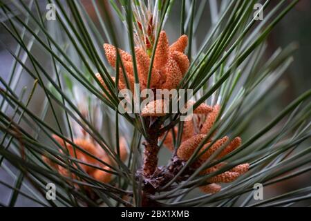 Baby Pine Cones poussant sur des arbres dans une forêt anglaise, Warwickshire, Royaume-Uni. Banque D'Images