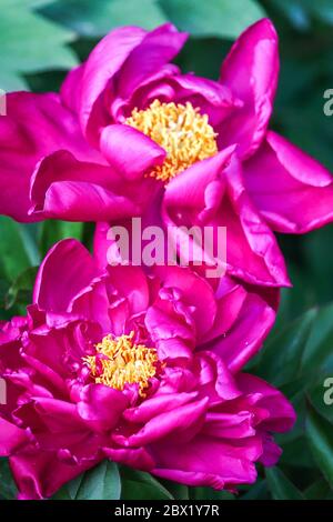 Peony Kelways Betty Peonies Paeonia Banque D'Images