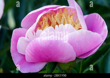 Peony Gleam de Peonies légères Paeonia Banque D'Images