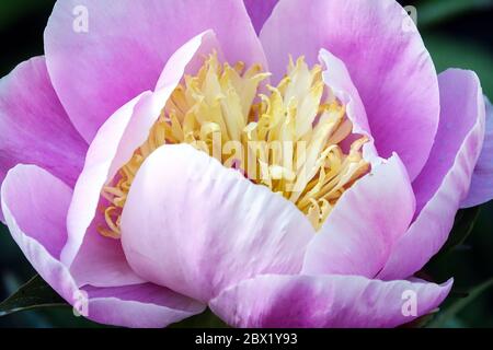 Peony Gleam of Light Peonies en pleine floraison Banque D'Images