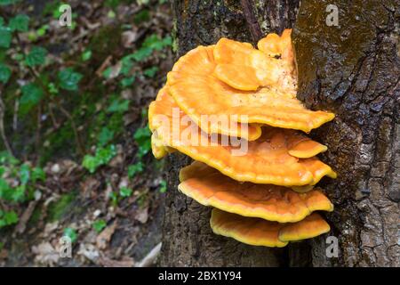 Schwefel-Porling, Schwefelporling, Gemeiner Schwefelporling, an Eiche, an einem Eichenstamm, Porling, Laetiporus sulfureus, polypore de soufre, soufre Banque D'Images