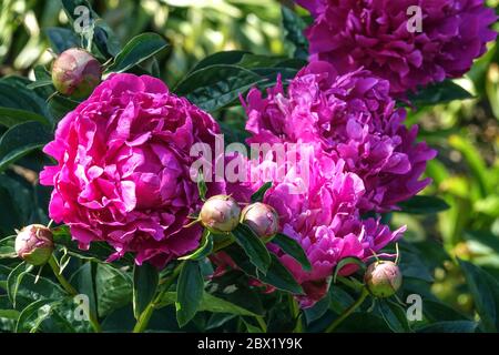 Peony meilleur Homme Peonies Paeonia Banque D'Images