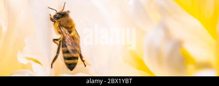 Abeille sur fleur de pivoine blanc vif, gros plan de l'abeille au travail de polissant la fleur Banque D'Images