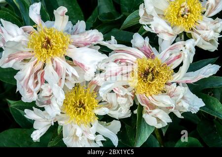 Pivoine blanche 'Lotus vert' pivoines Paeonia lactiflora Banque D'Images