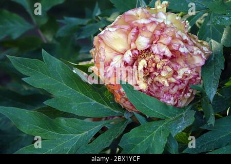 Pivoine d'arbre Paeonia lutea pivoine hybride « Chromatella » ou pivoines « Kinshi » Banque D'Images