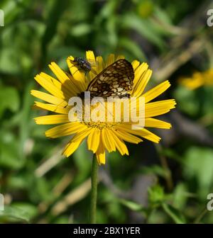 Papillon sur une fleur Banque D'Images