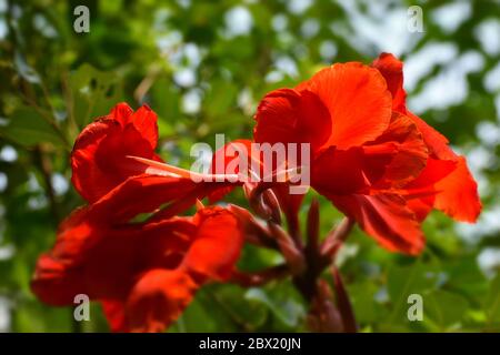 fleur rouge sous la forêt Banque D'Images