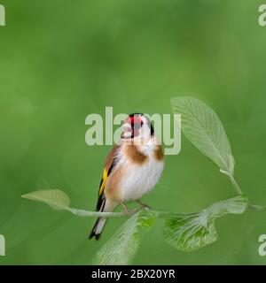 Effet de peinture à l'huile Goldfinch avec fond texturé Banque D'Images