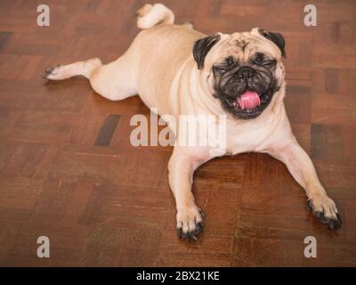 Adorable chien de petit allongé sur le sol à la maison, 3 ans. Banque D'Images