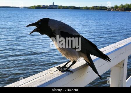 Crow à capuche, Corvus cornix, enfile sur la rambarde en bois de la jetée. dof peu profond, accent sur l'oiseau. Banque D'Images