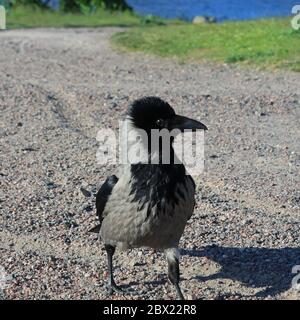 Clohetner Crow, Corvus cornix, en gros plan en longeant le sentier sablonneux de la mer vers la caméra. dof peu profond, accent sur l'oiseau. Banque D'Images