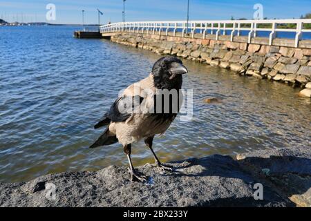 Clow à capuche, Corvus cornix, perché en gros plan sur une rive avec de beaux paysages de bord de mer, le matin ensoleillé de l'été. Banque D'Images