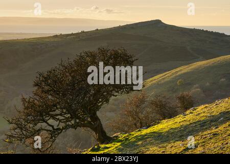 Un arbre aubépine en dégrissement, Somerset, avec vue sur Crook Peak. Banque D'Images