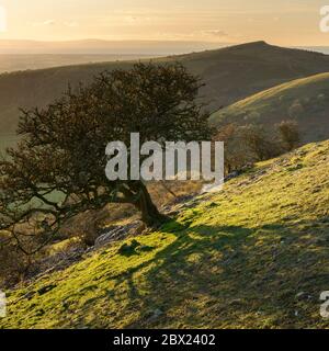 Un arbre aubépine solitaire sur le sol, Somerset, avec une vue sur Crook Peak en arrière-plan. Banque D'Images