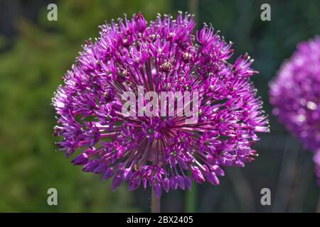 Allium hollandicum 'Purple sensation' violet sphérical surpeuplé de fleurs violettes à la fin du printemps, mai, Berkshire Banque D'Images