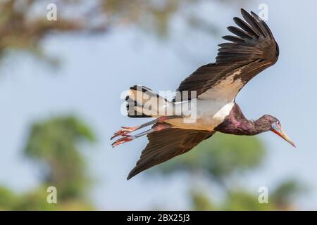 Le cigogne d'Abdim (Ciconia abdimii) volant dans les airs, parc national de Murchison Falls, Ouganda. Banque D'Images