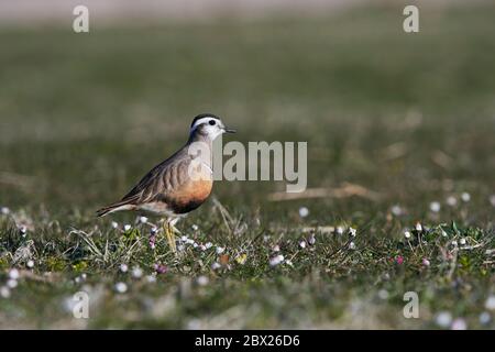 Dotterel (Charadrius morinellus) Royaume-Uni Banque D'Images