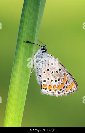 Papillon bleu commun - Polyommatus icarus, belle mouche de couleur des prairies et prairies européennes, Zlin, République Tchèque. Banque D'Images