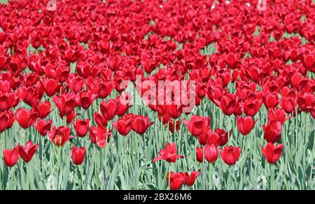 Tulips rouges à Saint-Pétersbourg en Russie Banque D'Images