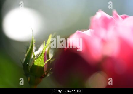 Macro de bouton de rose contre la tête de fleur de rose Banque D'Images