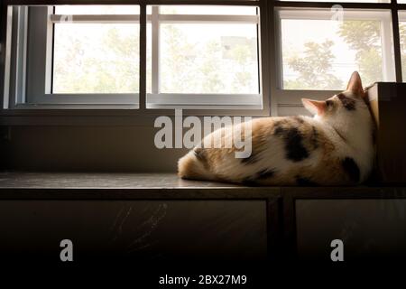 Chat solitaire allongé sur la fenêtre avec une triste pose. Banque D'Images