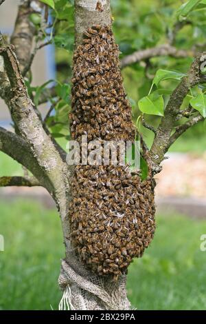 essaim d'abeilles en forme de raisin sur jeune arbre fruitier Banque D'Images