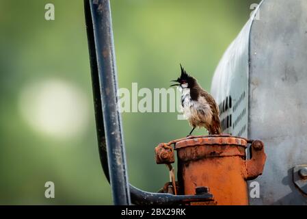 Un bulbul à moustaches rouges perché sur un engin terrestre Banque D'Images