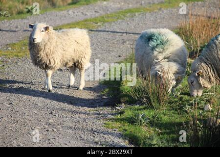 Élevage de moutons au pays de Galles, Royaume-Uni Banque D'Images